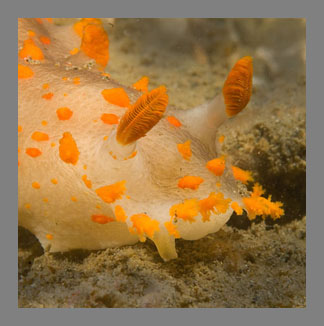 Triopha catalinae nudibranch